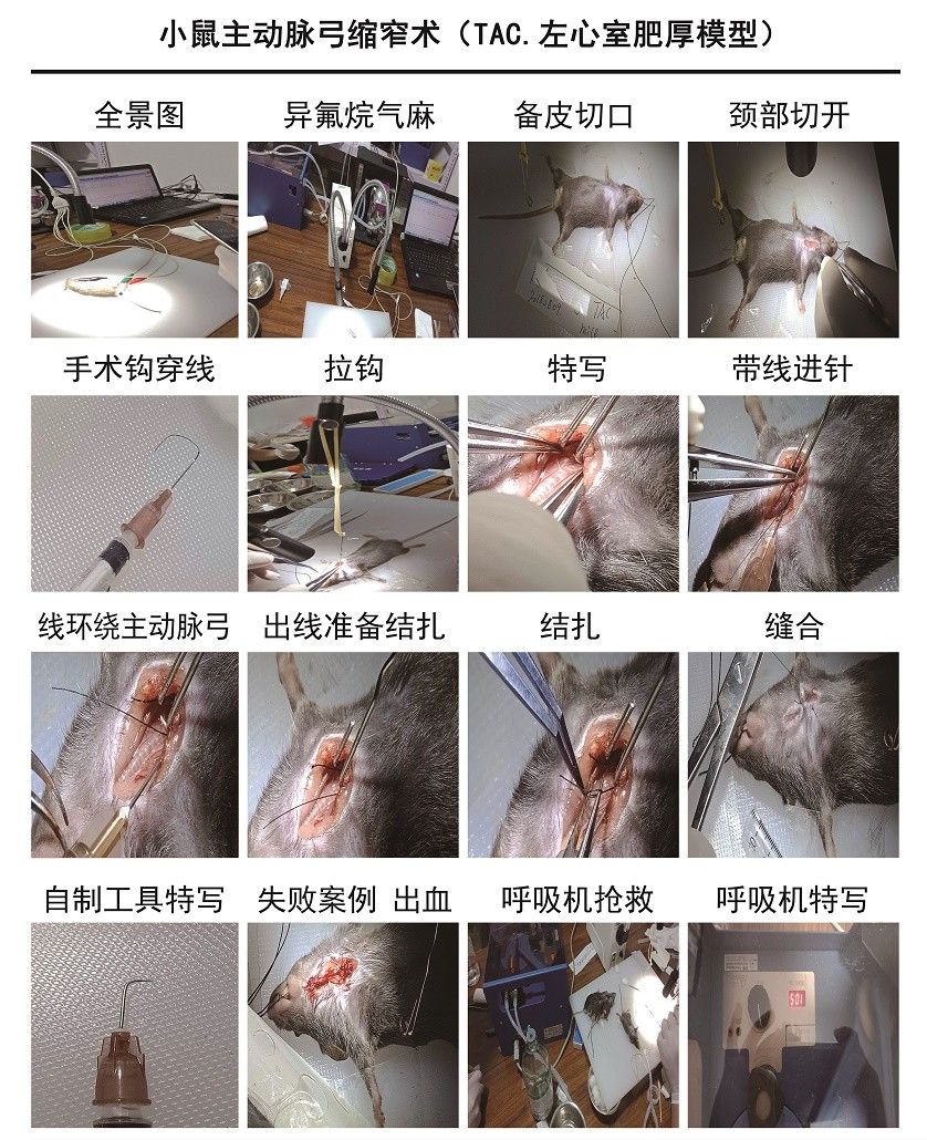 小鼠主動脈弓縮窄術